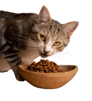 a cat eating food out of a bowl