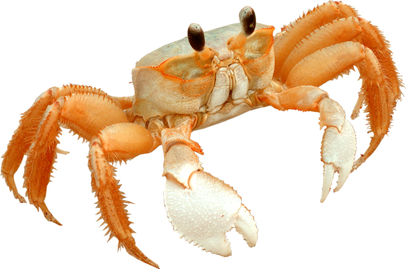 the crab is orange