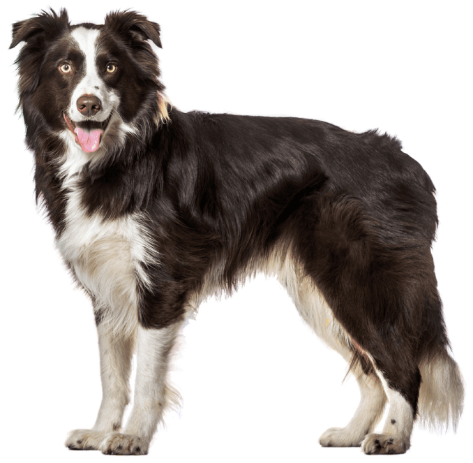 a black and white dog standing on a white background