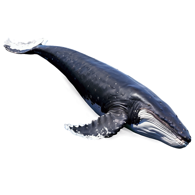 a whale that is floating in the water