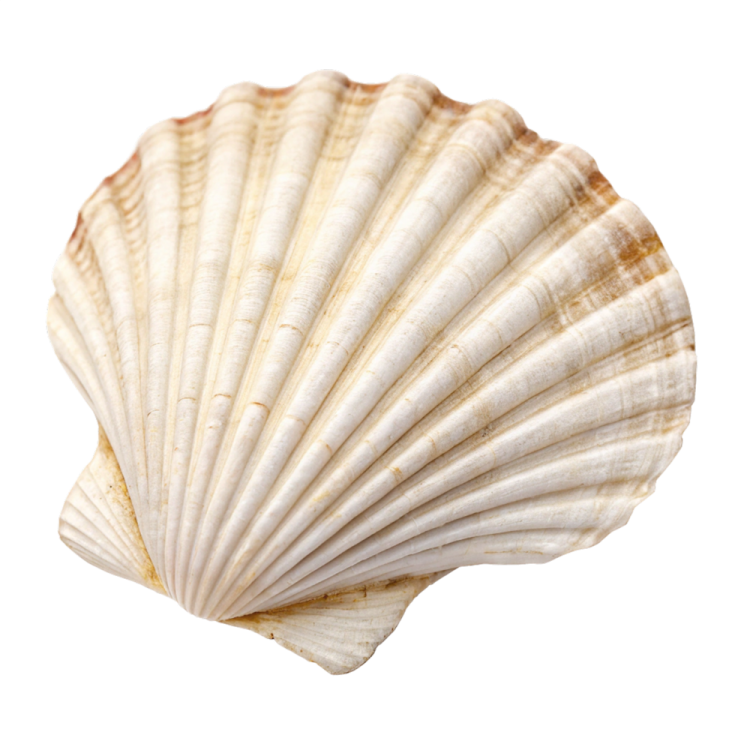 a close up of a shell on a white background
