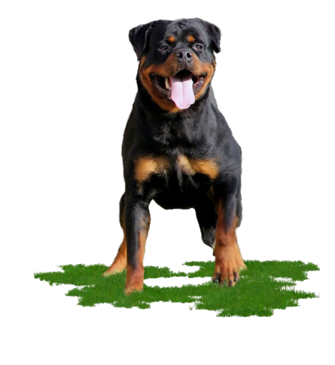 a black and brown dog standing on top of grass