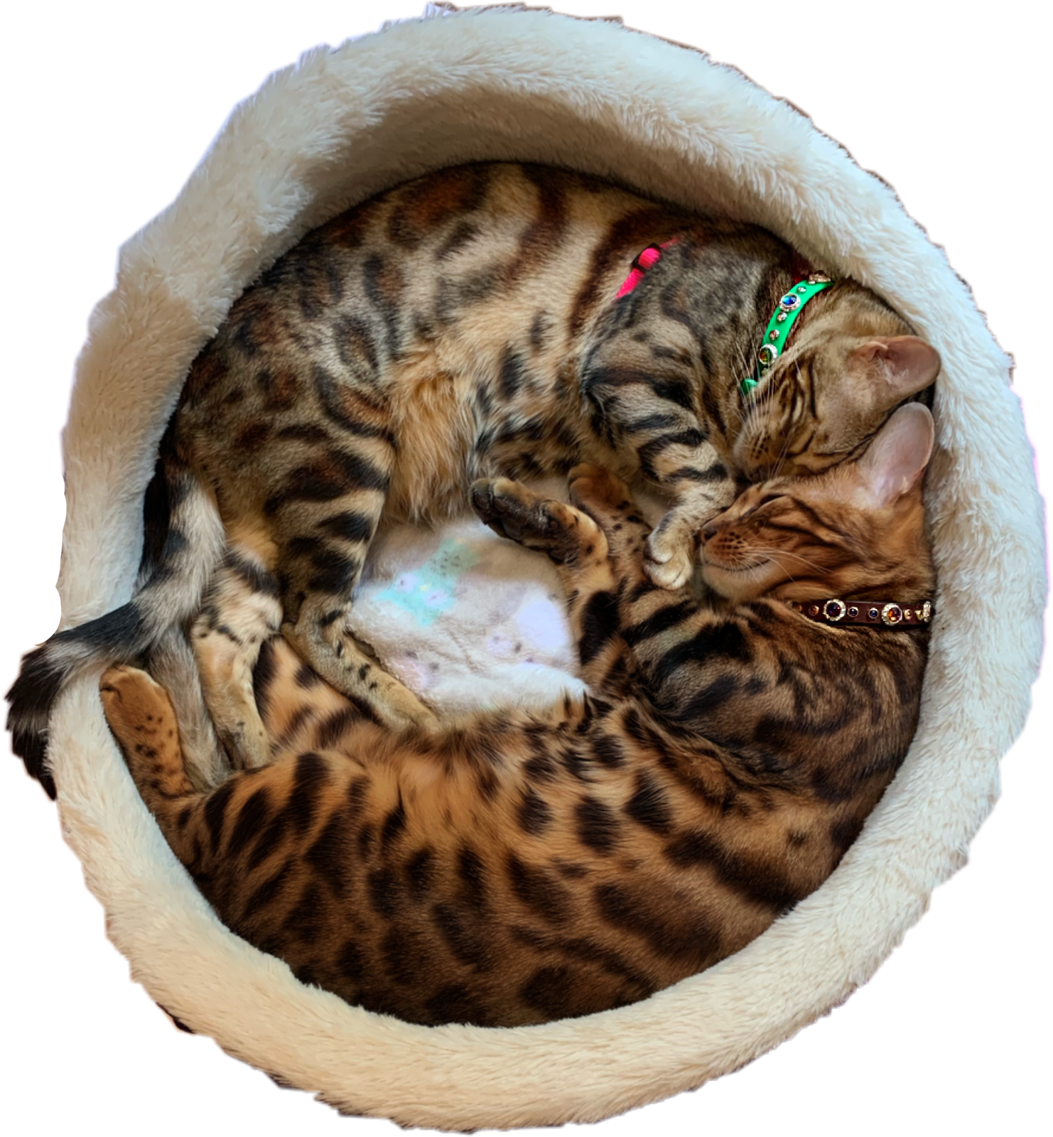 a cat sleeping in a bed on a white background