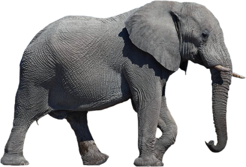 an elephant is walking on a white background