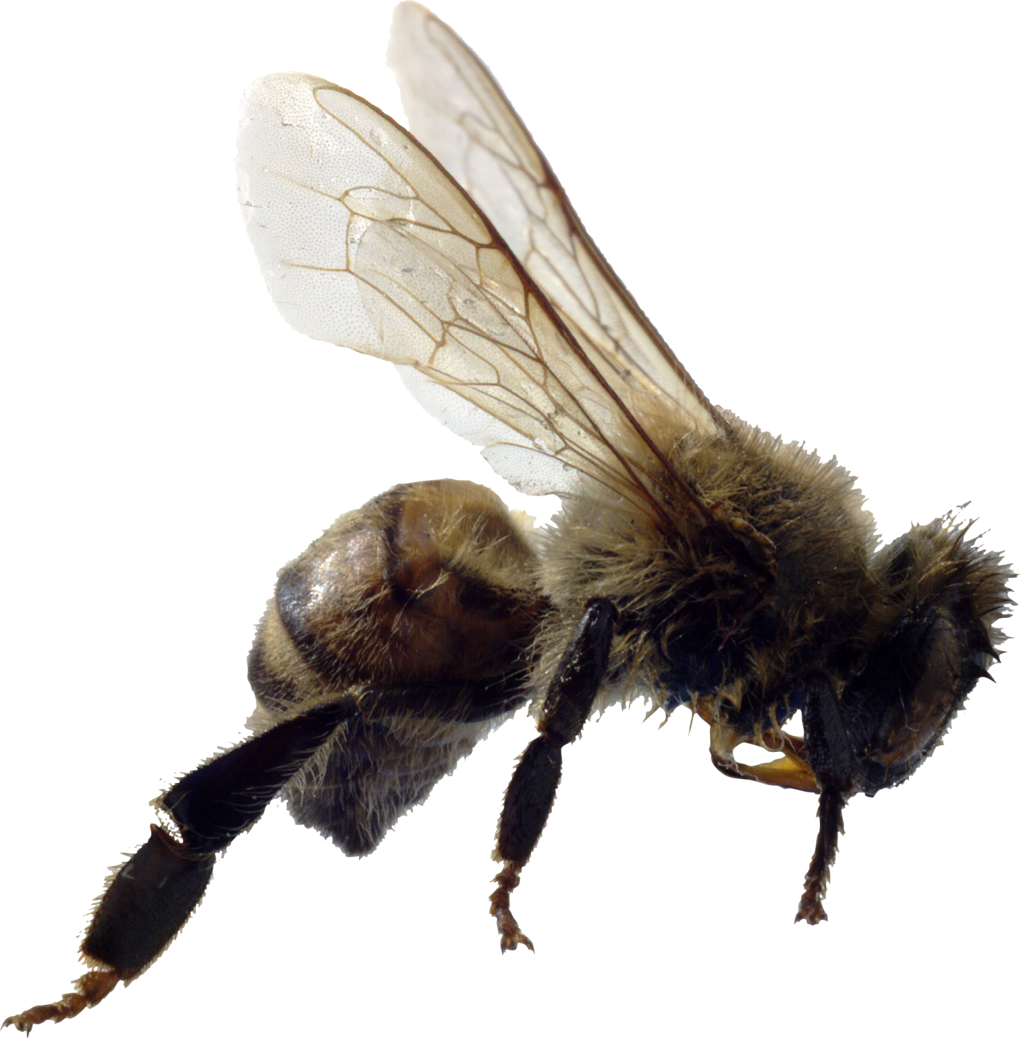a close up of a bee on a white background