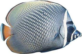 a blue and white fish with black spots