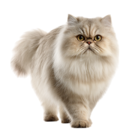 a long haired cat standing on a white background