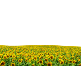 a field of sunflowers