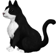 a black and white cat sitting on the ground