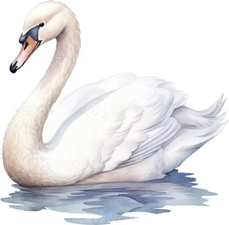 a white swan swimming in the water