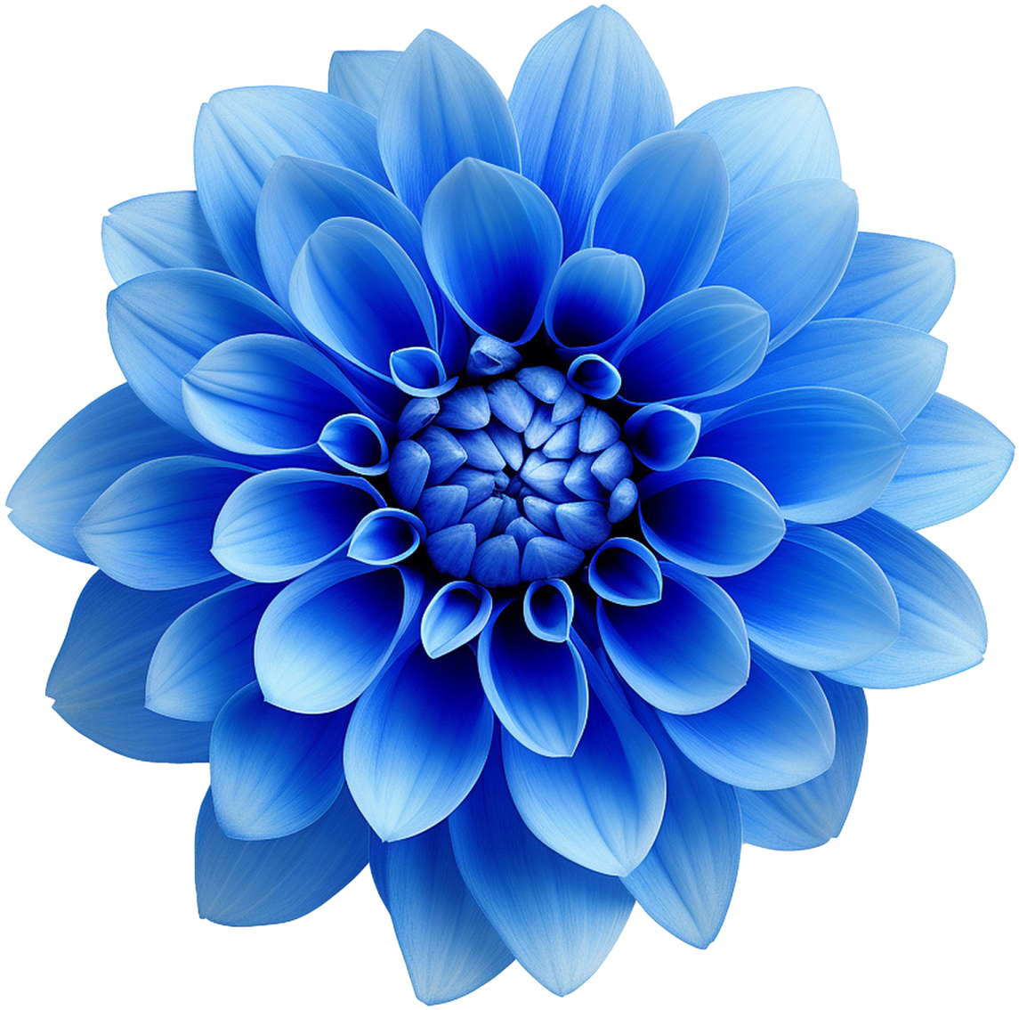 a blue flower on a white background