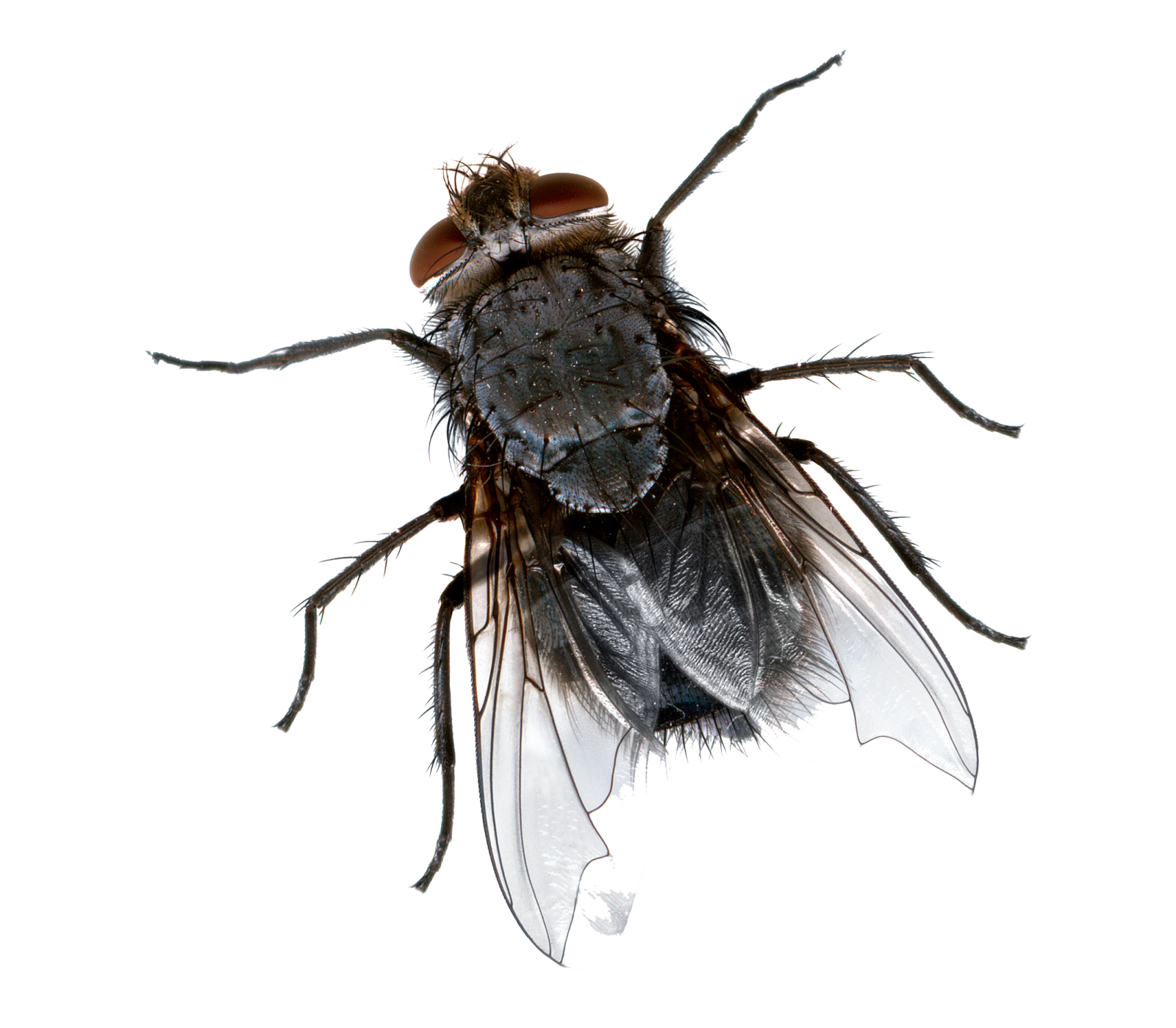 a fly insect on a white background