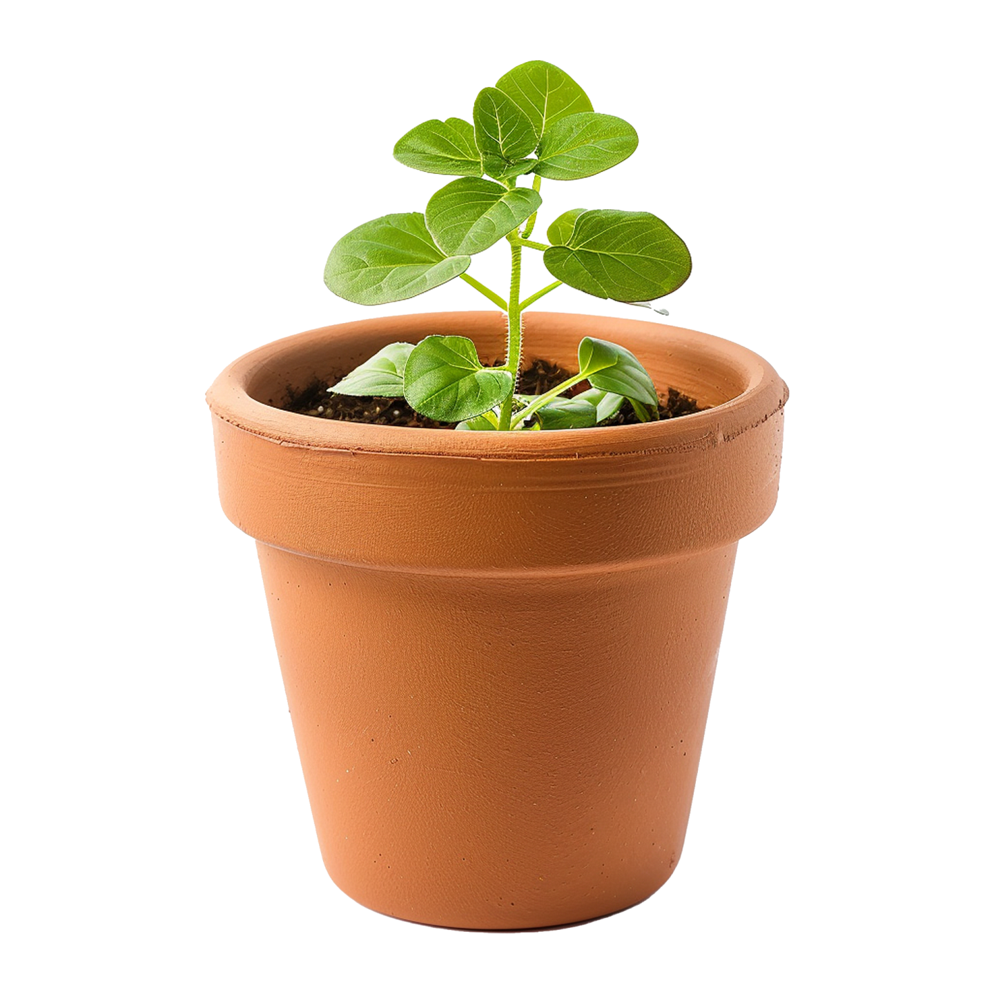 a small plant in a clay pot