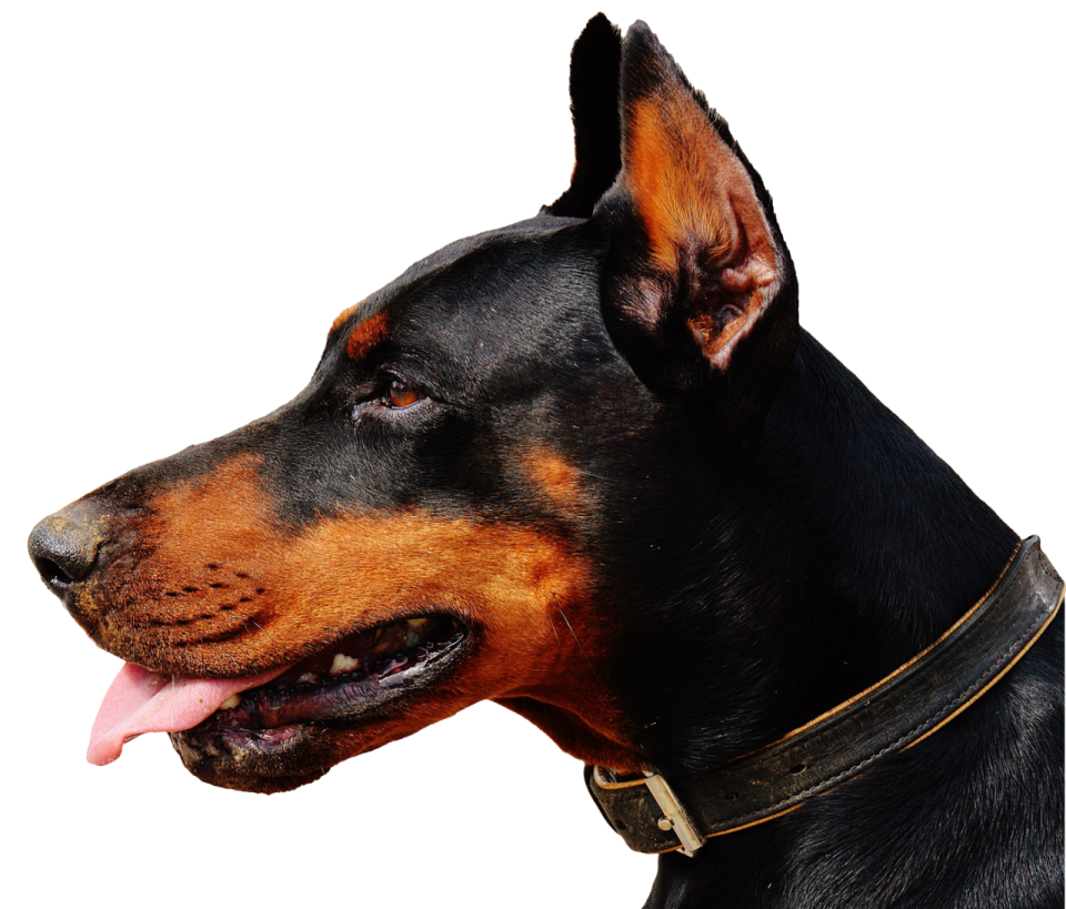 a close up of a dog with its tongue out