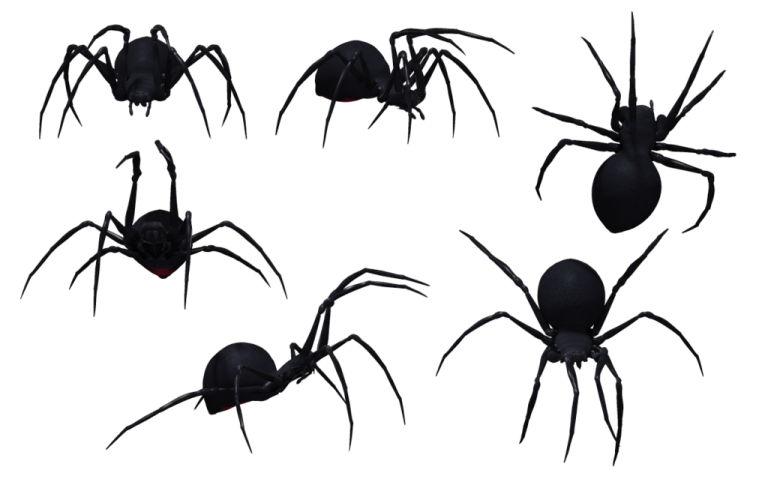 a group of black widow spiders