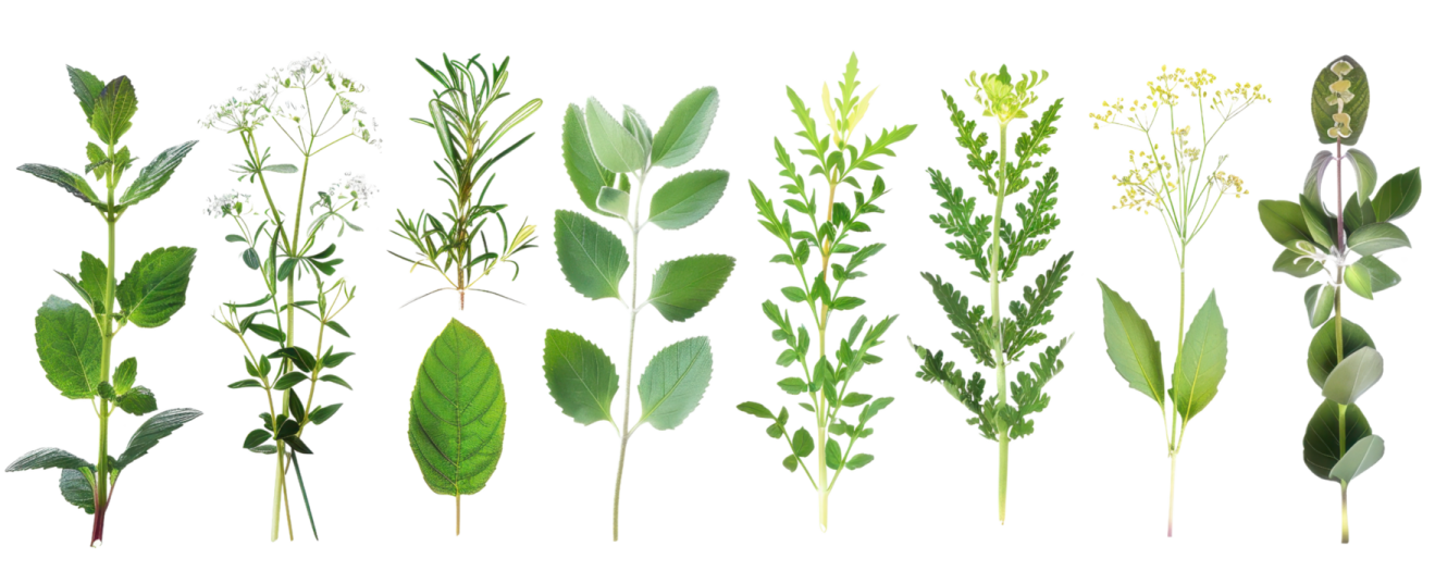 the different types of herbs