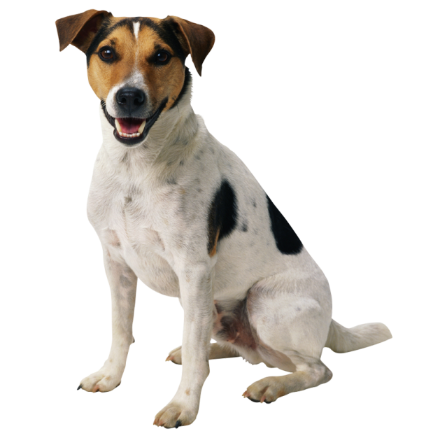 a black and white dog sitting on the ground