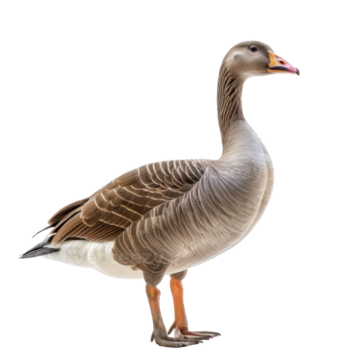 a goose standing in front of a white background