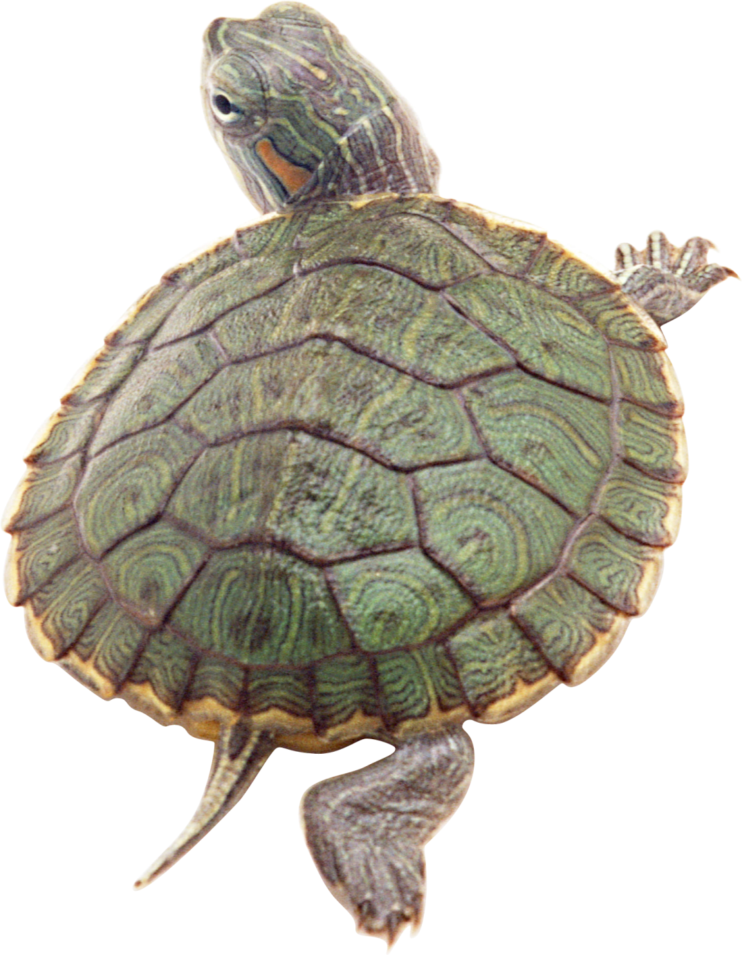 a green turtle on a white background