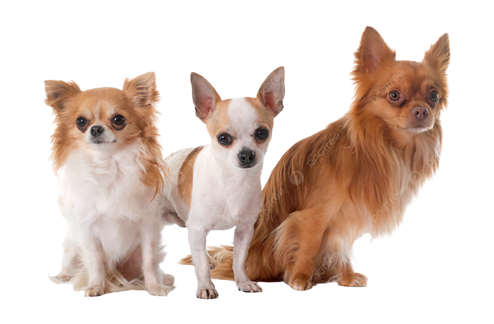 three small dogs sitting next to each other dogs