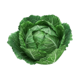 a head of cabbage on a white background
