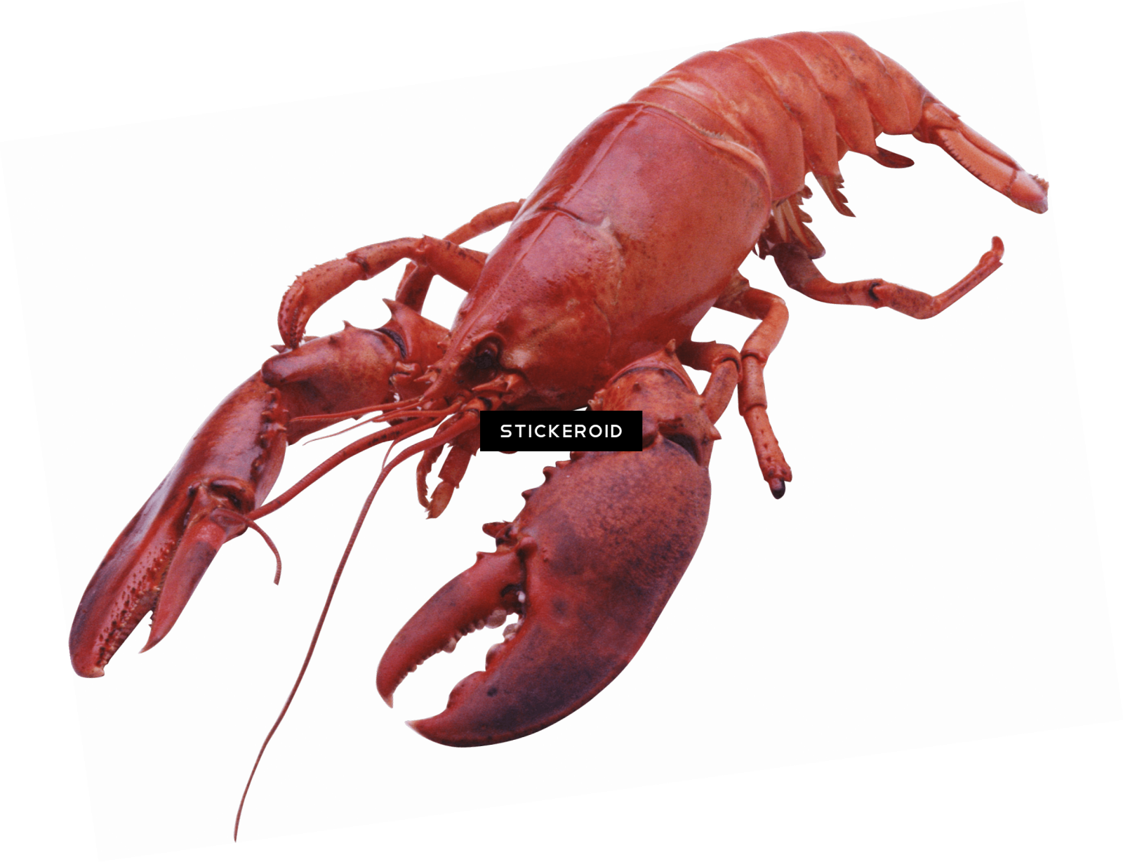 a red lobster on a white background
