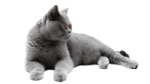 a gray cat laying down on the ground