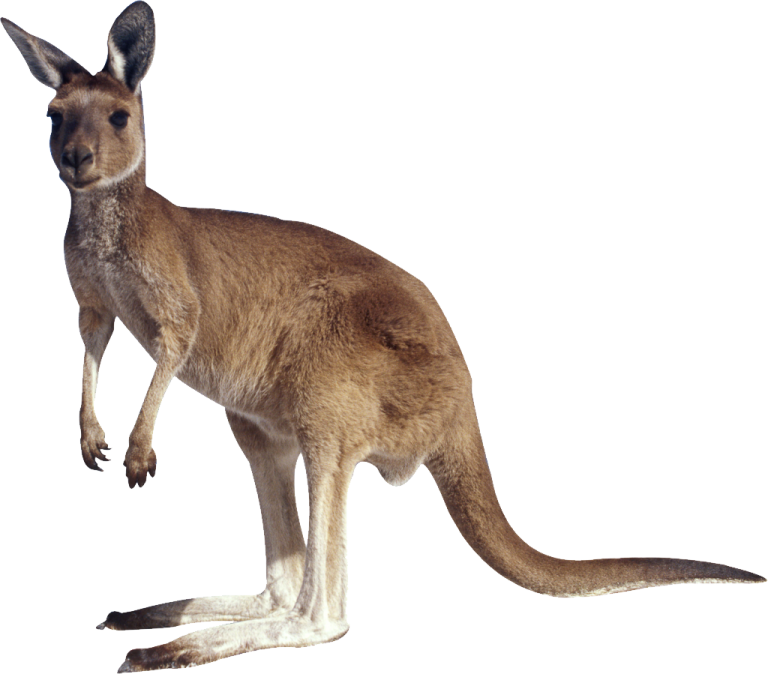 a kangaroo standing on its hinds