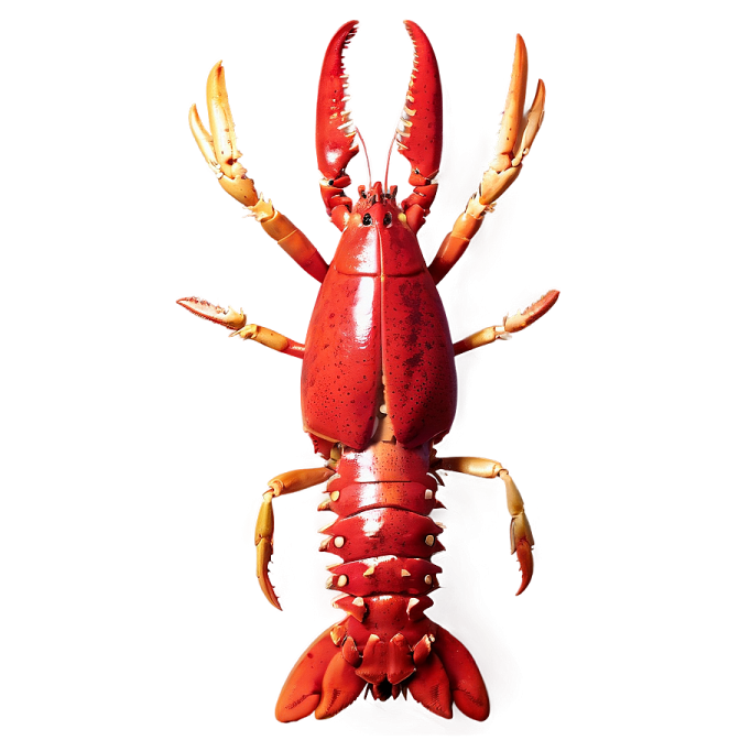 a red lobster on a white background