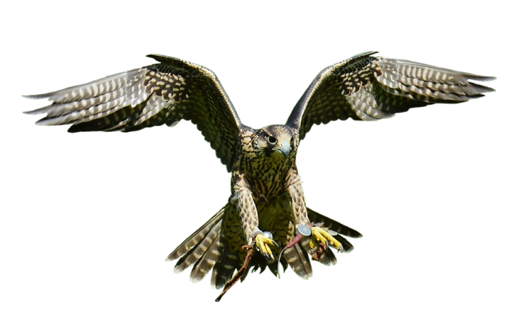 a bird that is flying in the air