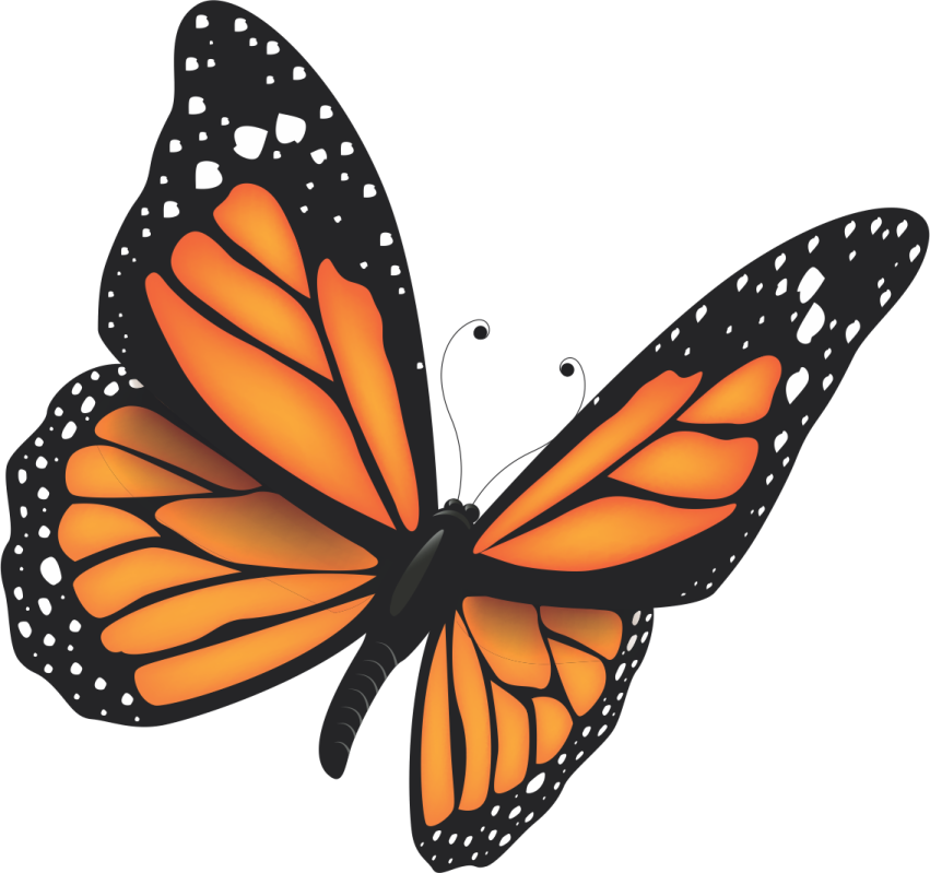 a monarch butterfly on a white background