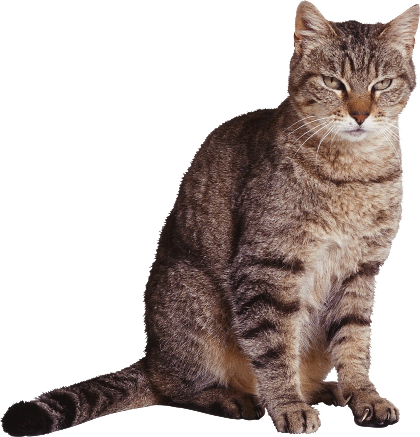 a cat sitting on the ground looking up