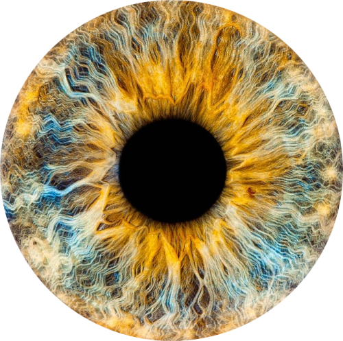 an image of a human eye