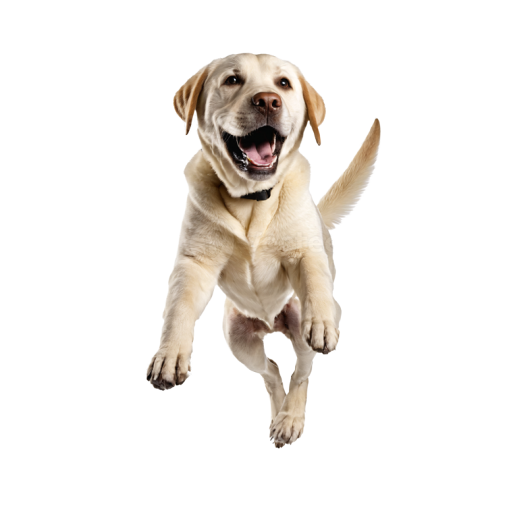 a yellow labrador dog jumping in the air