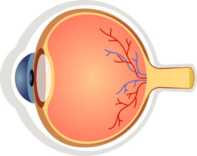 an illustration of the human eye