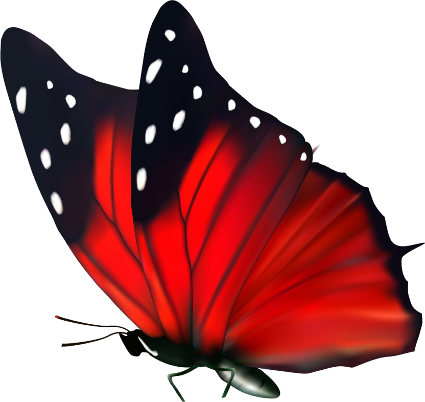 a red butterfly with white spots on its wings