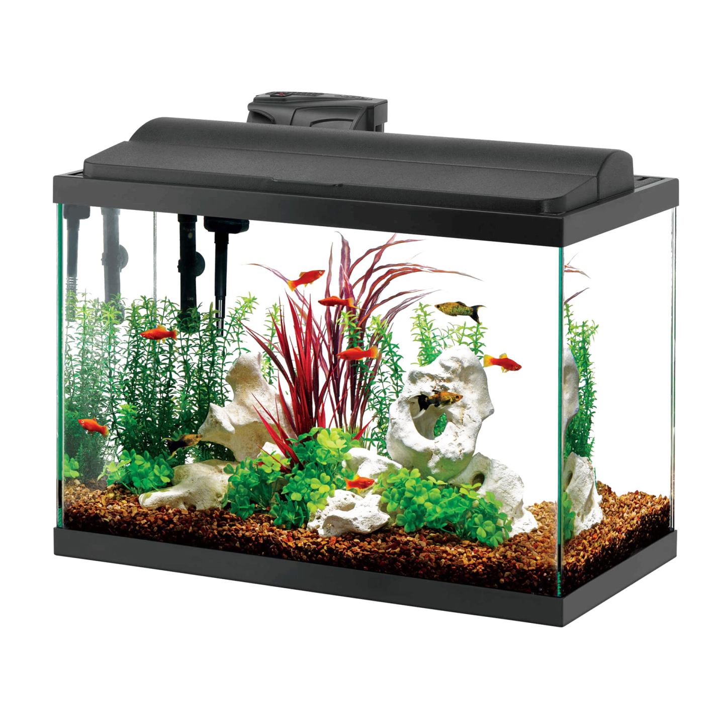 a fish tank filled with plants and rocks