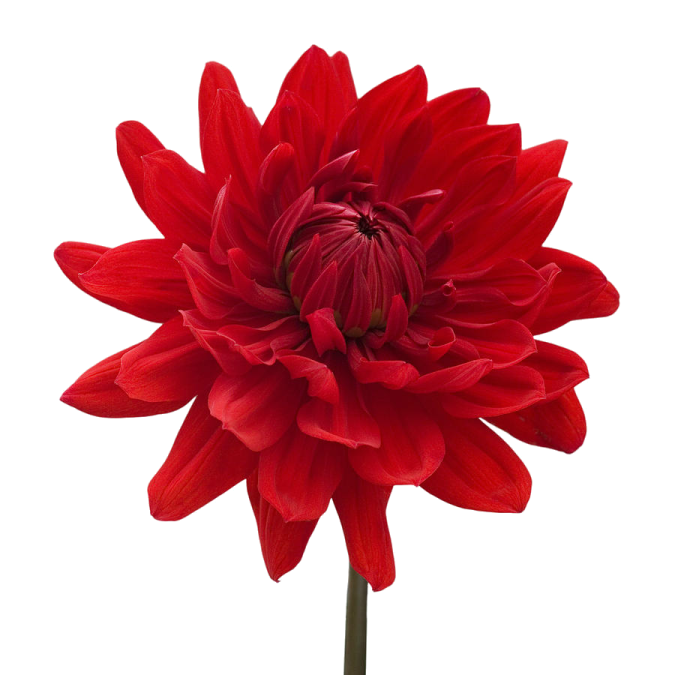 a red flower on a white background