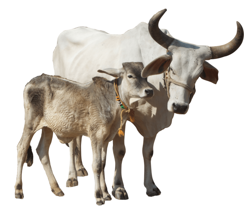 a white cow standing next to a brown cow