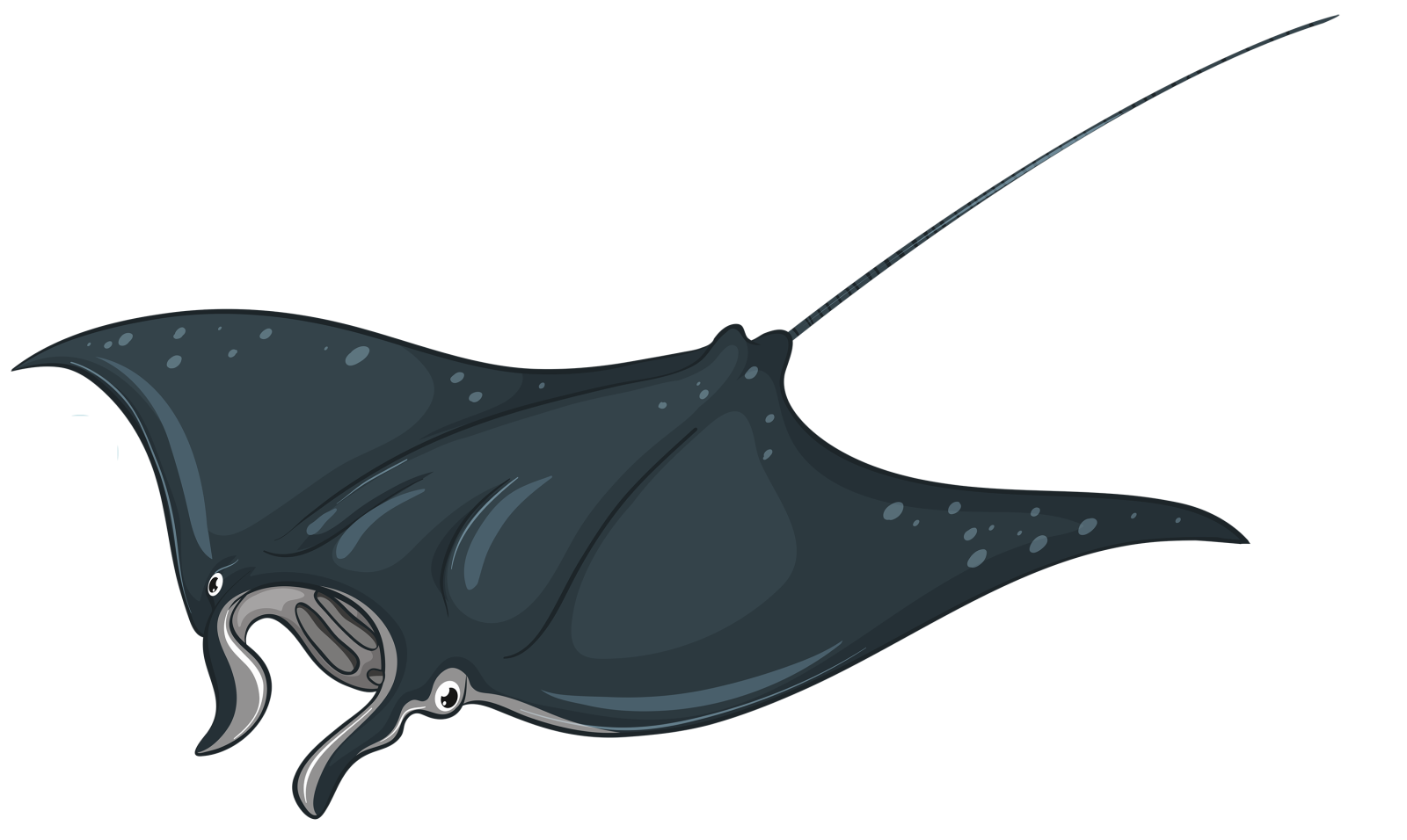 a black manta fish swimming in the ocean