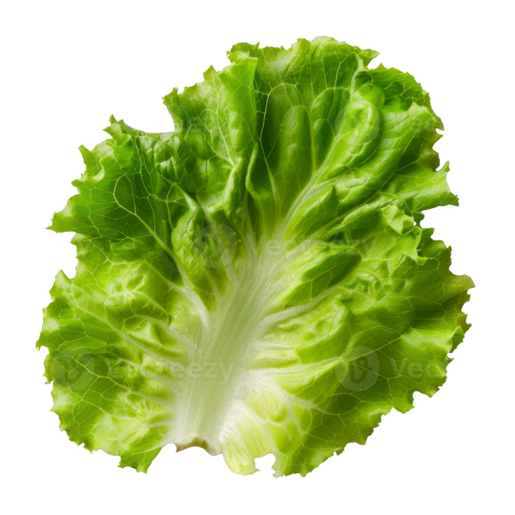a lete leaf on a white background