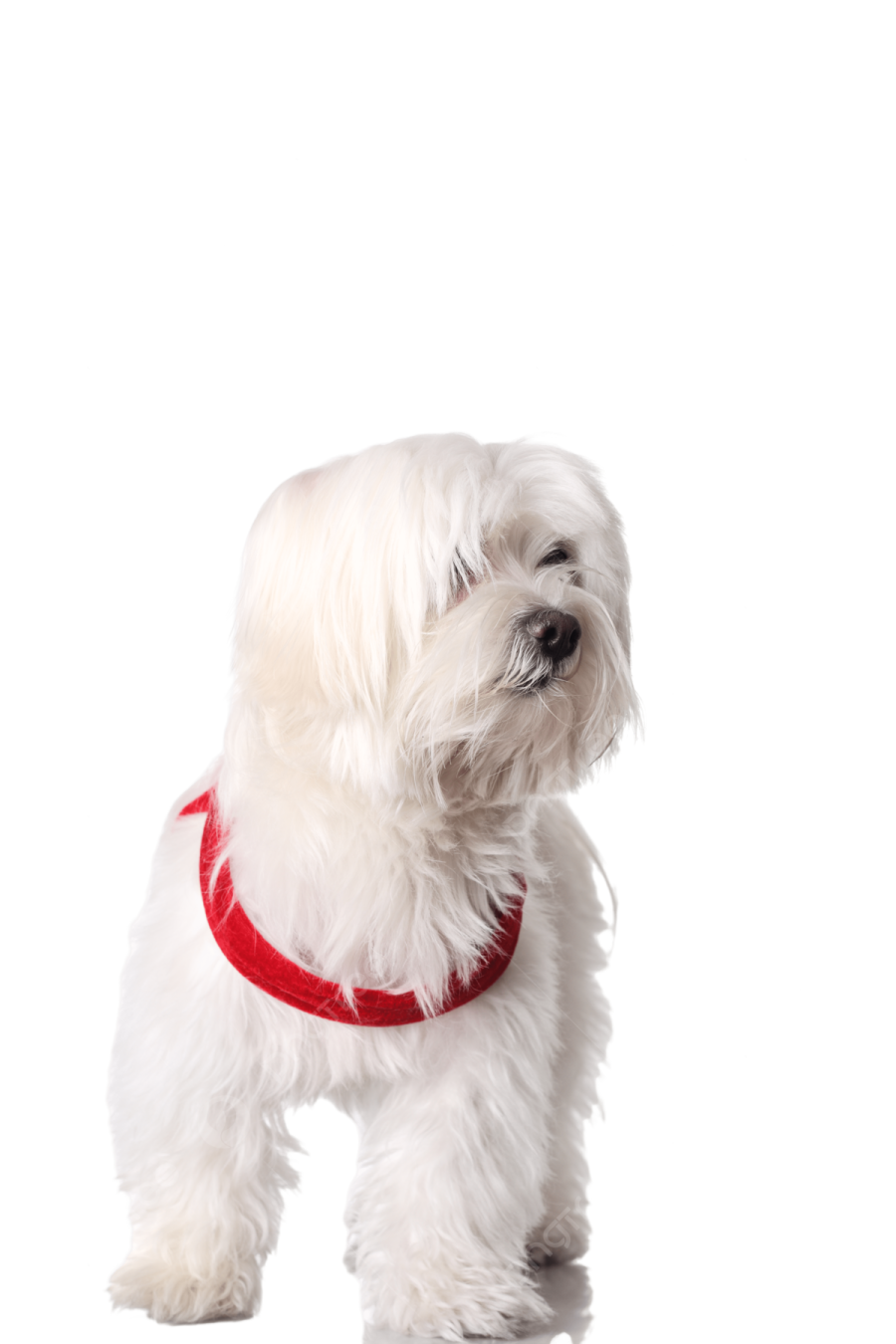 a small white dog with a red collar