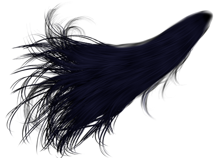 a black feather on a white background