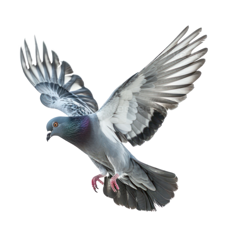 a pigeon in flight with its wings spread