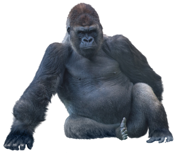 an image of a gorilla sitting on the ground