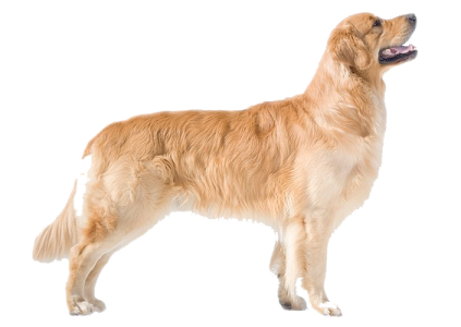 a golden retrieve standing in front of a white background