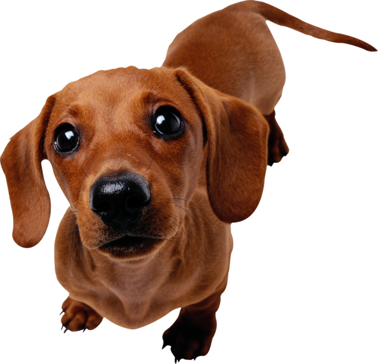 a brown dog looking up at the camera
