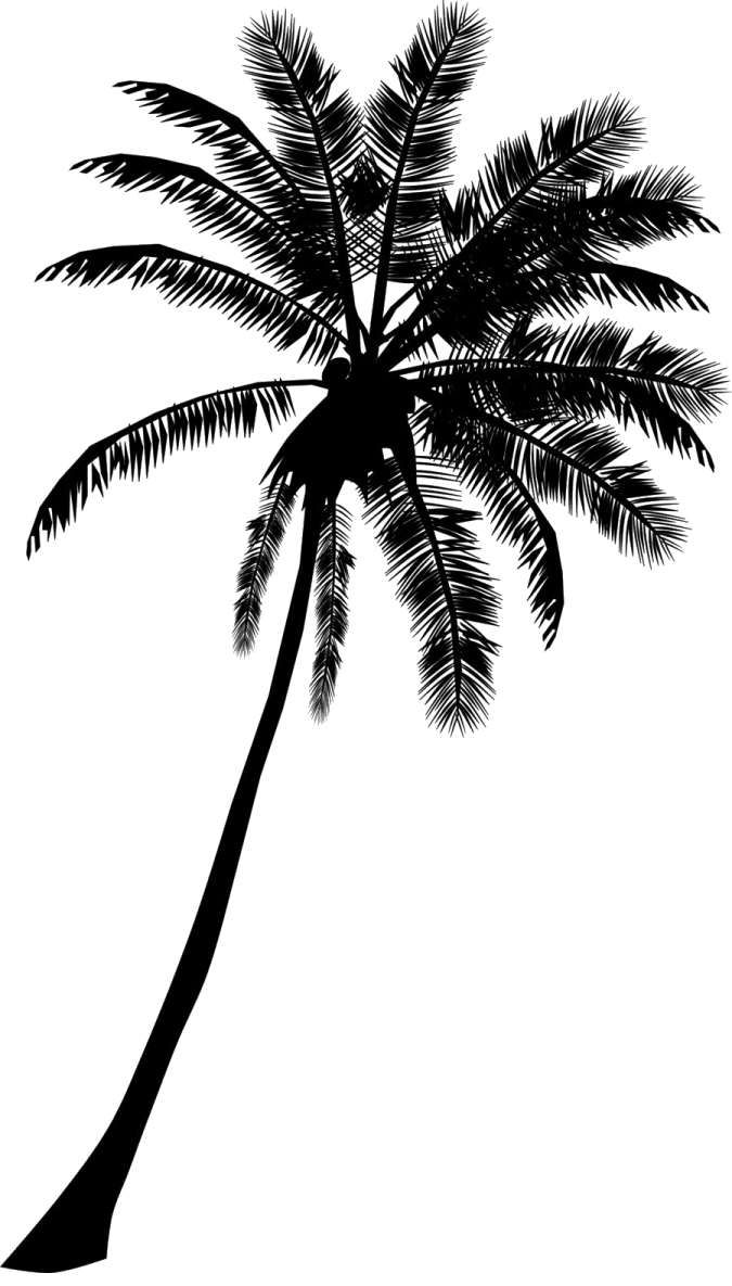 a black and white silhouette of a palm tree