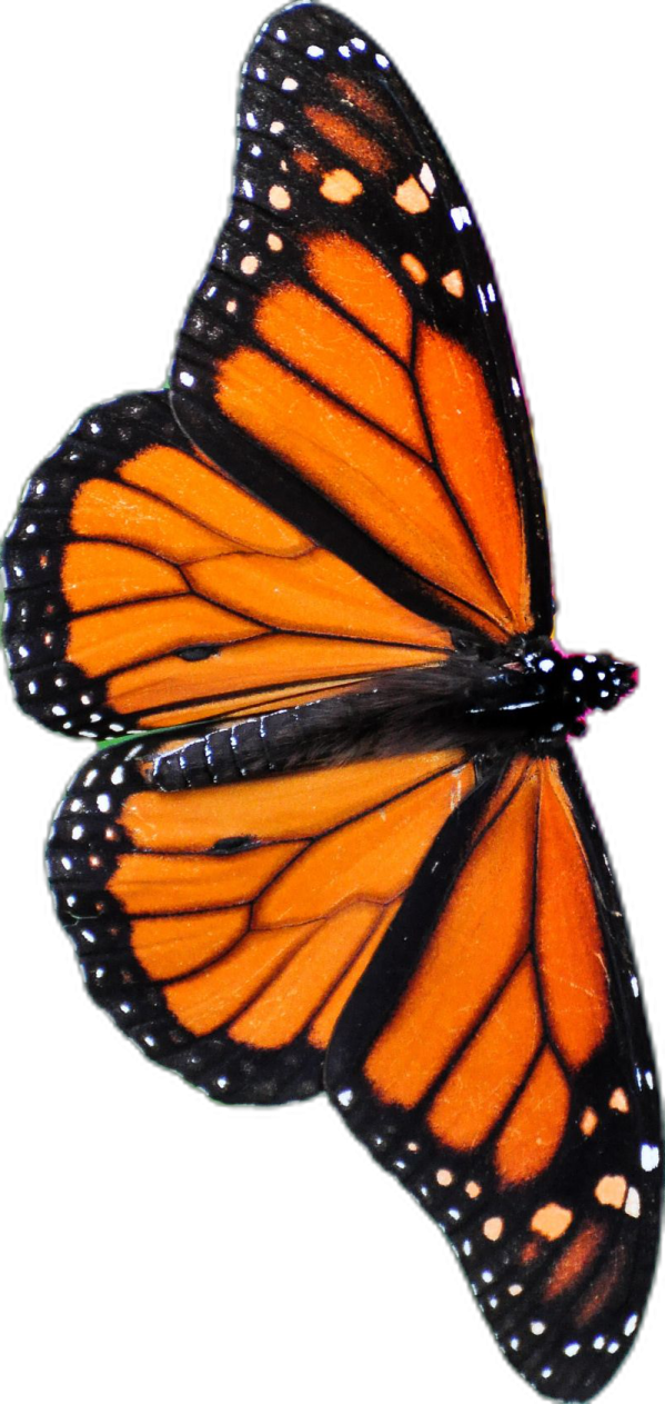 a monarch butterfly on a white background