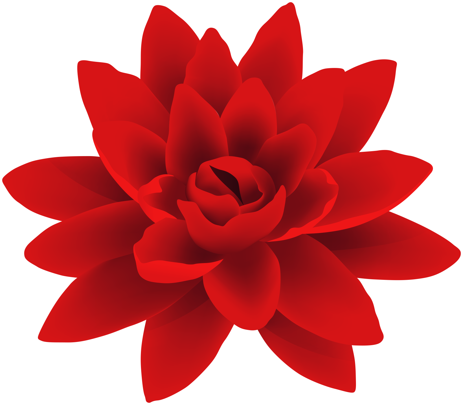 a red flower on a white background